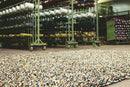 B&C Rocks Mix 70401