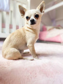 Pony Soft Pink Round Rug